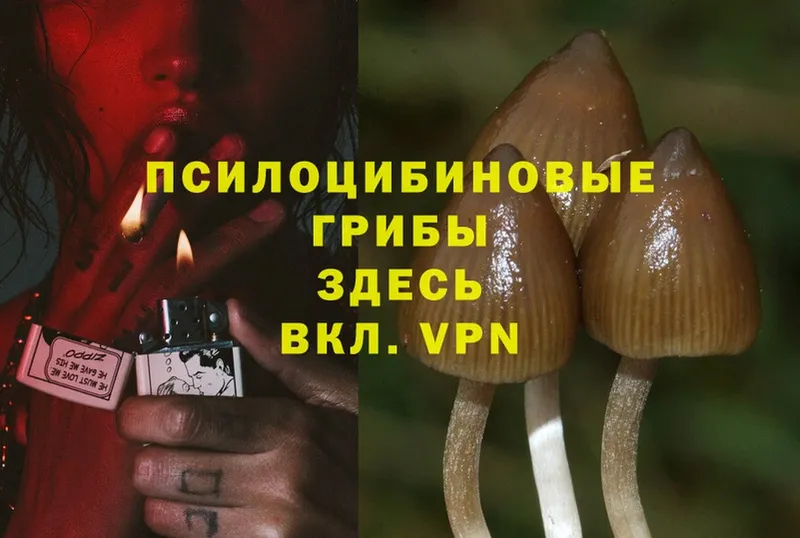 Галлюциногенные грибы Psilocybine cubensis Михайловск